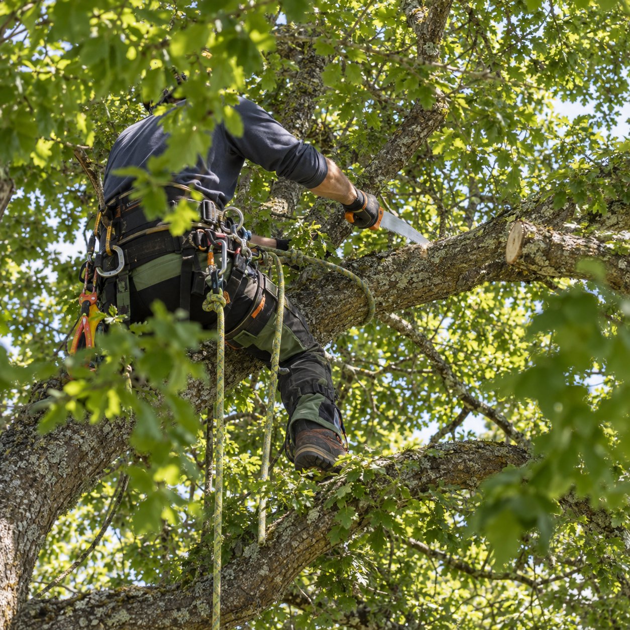 Arborist working in the canopy of a mature garden tree, pruning in progress